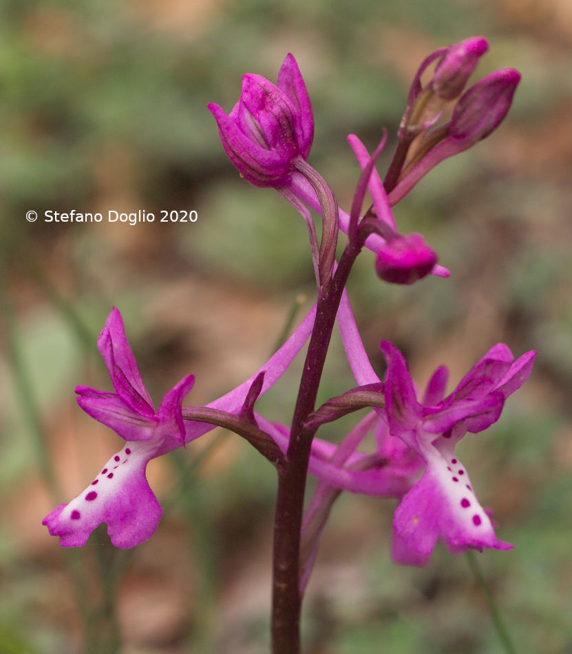 orchidee in Giordania